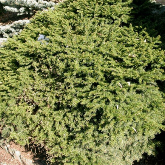 Épicéa commun nidiformis - picea abies nidiformis 10/20 cm pot 2,5l