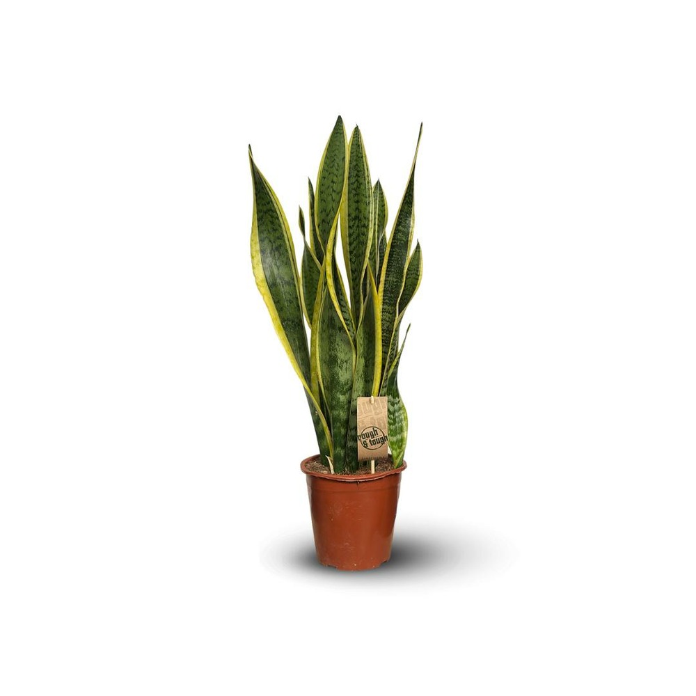 Sansevieria trifasciata laurentii -plante d'intérieur - peu d'entretien - ↕ 60-70 cm - ⌀ 17 cm - succulente