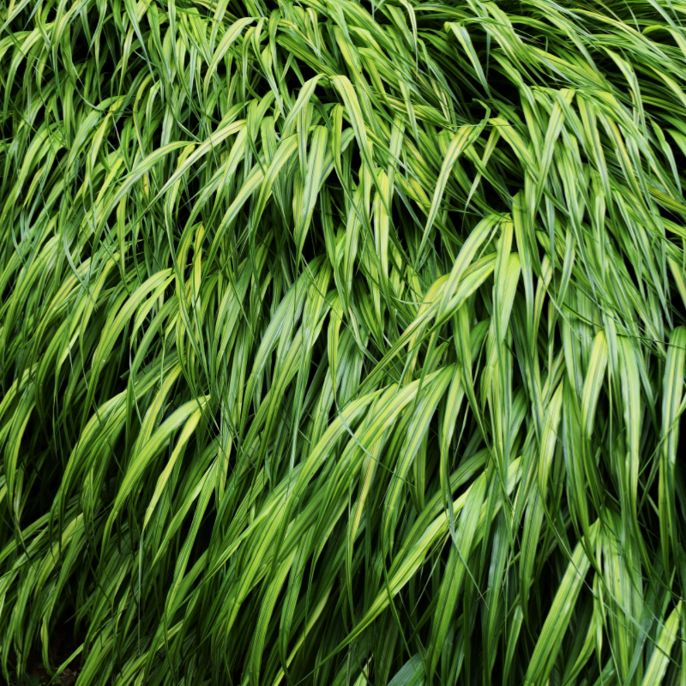 Herbe du japon - hakonechloa macra 20/30 cm pot 3l