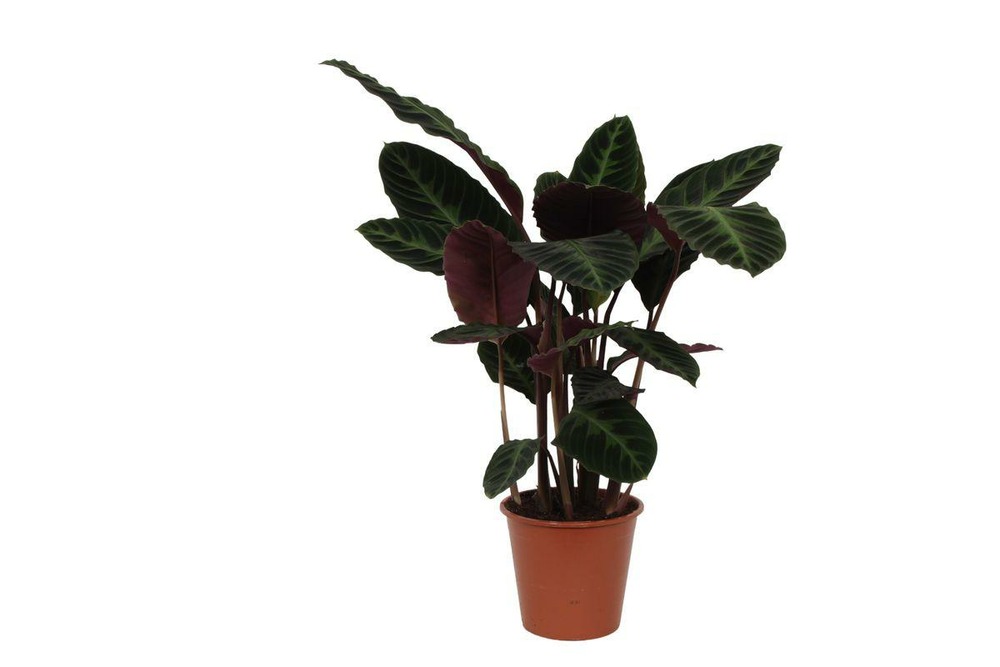 Calathea warscewiczii - h80-90 cm - ø24 cm