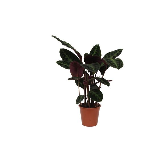 Calathea warscewiczii - h80-90 cm - ø24 cm