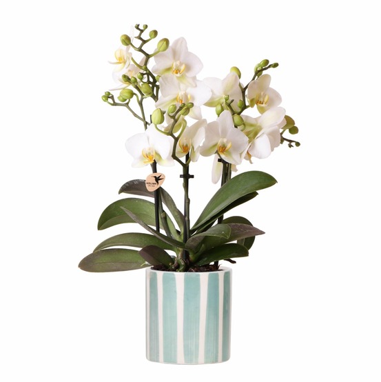 Orchidée blanche et son pot bleu turquoise - hauteur 35cm