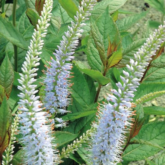 Veronicastrum de virginie lavendelturm lot de 3 godets