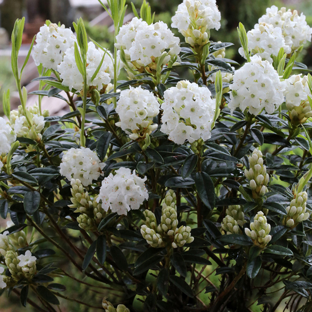 Rhododendron artic tern - rhododendron nain pot de 2l/3l