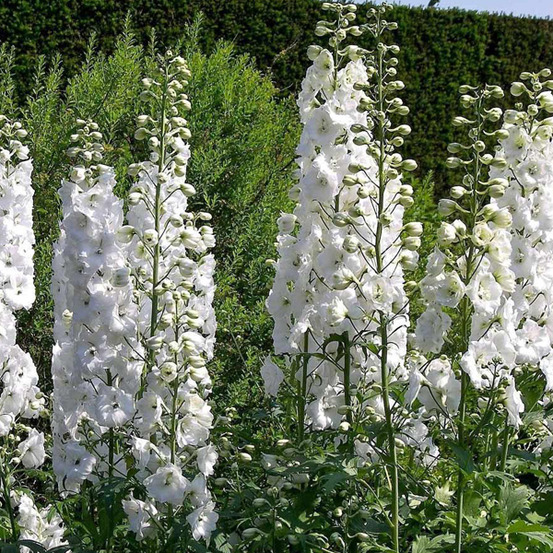 6 x pied d'alouette belladone 'galahad' - delphinium 'galahad' - godet 9cm x 9cm