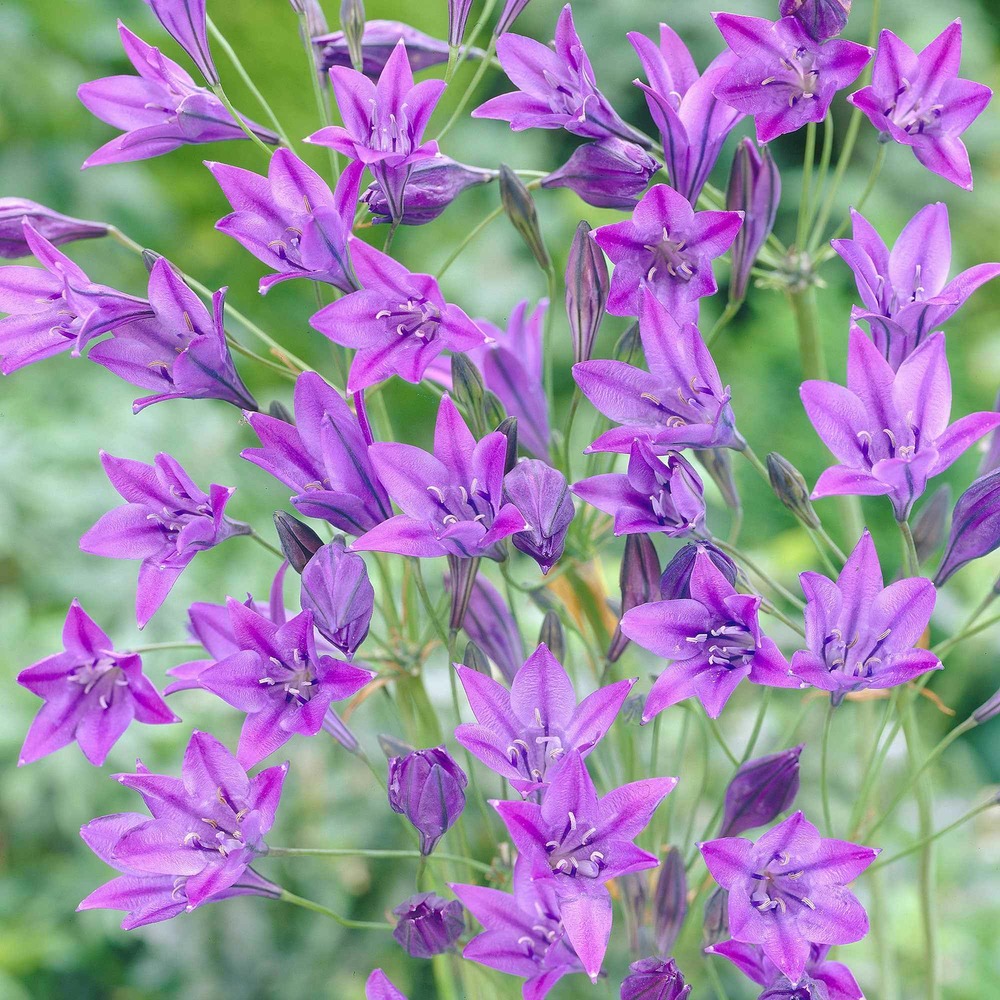 100 triteleia queen fabiola - le sachet de 100 bulbes / circonférence 4cm+, vendu par lot de 2