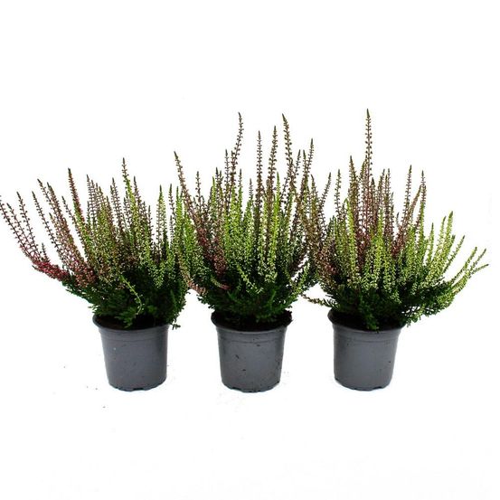 Calluna vulgaris multicolore - set de 3 plantes - bruyère à balai - bruyère - rustique - pot de 11cm - (twins)