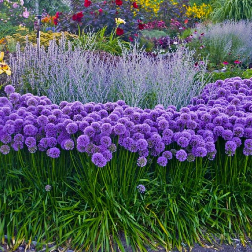 2 Ails d'Ornement (Allium 'Millenium') - V…