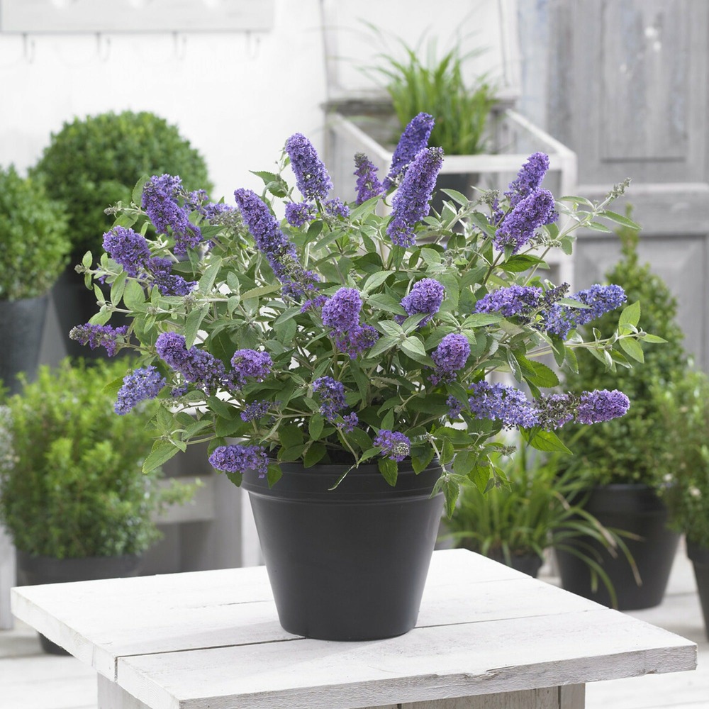 Arbre à papillons nain free petite© blue heaven - le pot / ø 9cm, vendu par lot de 4