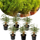 Set de 6 fargesia rufa - bambou non traçant - arbuste exterieur jardin persistant - pot 13cm - hauteur 25-40cm