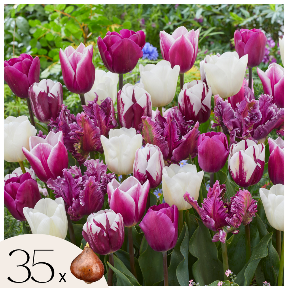Tulipe - set de 35 - tulipa 'pastel' - bulbes à fleurs