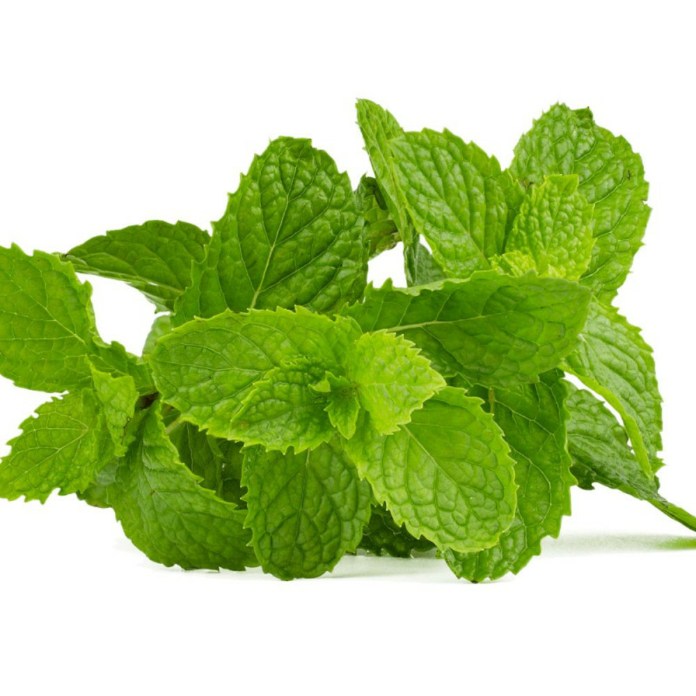 Menthe poivrée - prêt à consommer pot de 1,5l - 10/20 cm