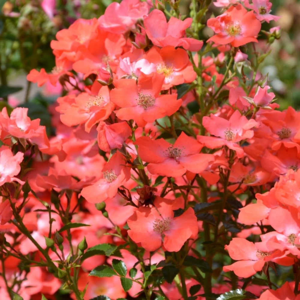 Rosier decorosiers® 'isalia'® pot de 2l/3l