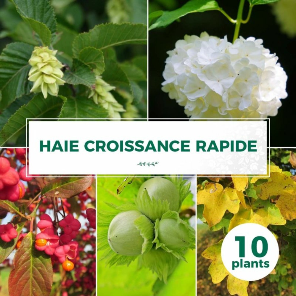 Kit Haie Collection Croissance Rapide 10P
