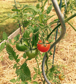 tuteur tomates