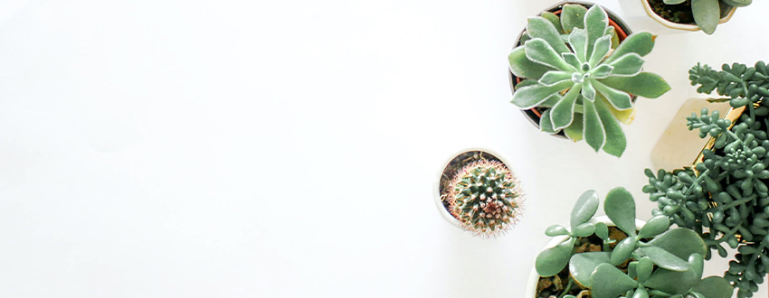 succulentes