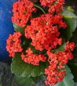 Culture et entretien du kalanchoe blossfeldiana