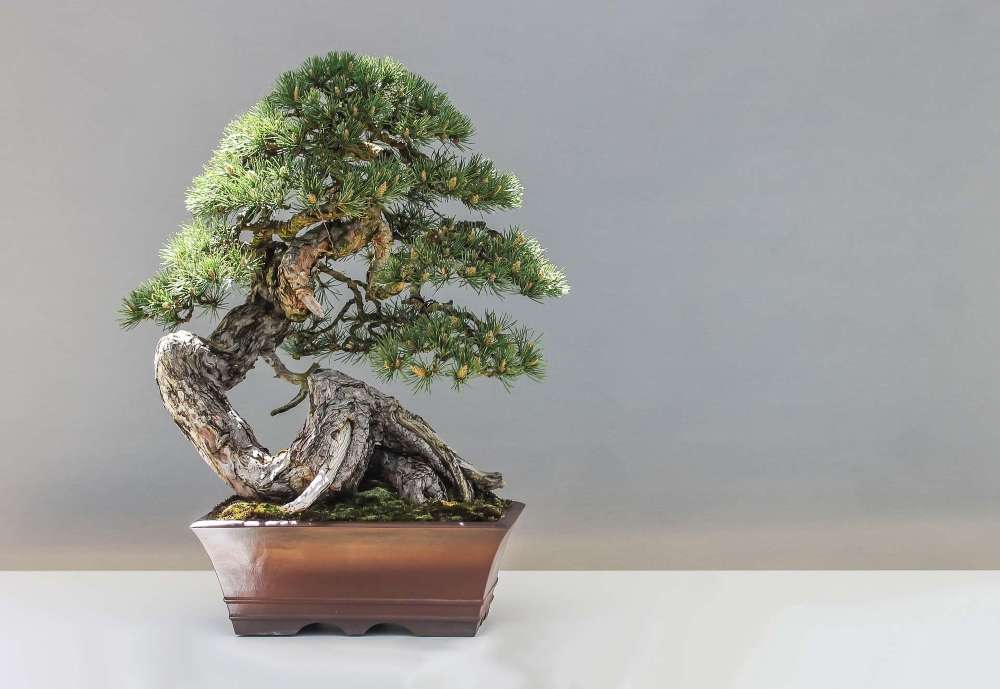 Bonsai Plante () Bonsai Plante