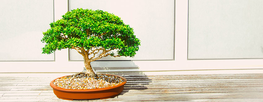 bonsaï Artificiel/Arbre bonzaï Bonsaï Japonais Artificiel dans Un
