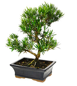 bonsai sapin pot