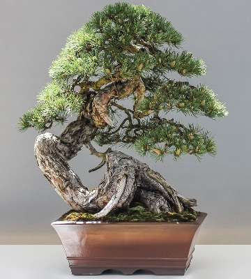bonsai en pot