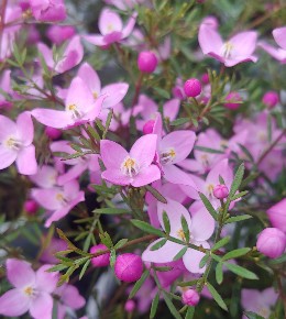 Boronia  : plantation, entretien et taille