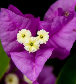 fleur bougainvillea glabra 