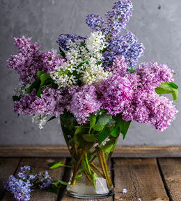 bouquet de lilas
