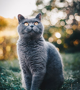 Adopter Un Chat Chartreux Norvegien Persan Truffaut