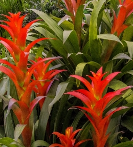Plante-ananas, aechmea, guzmania, vriesea et tillandsia