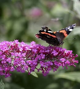 buddleia fleurs