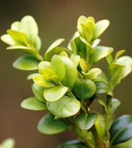 buis buxus culture