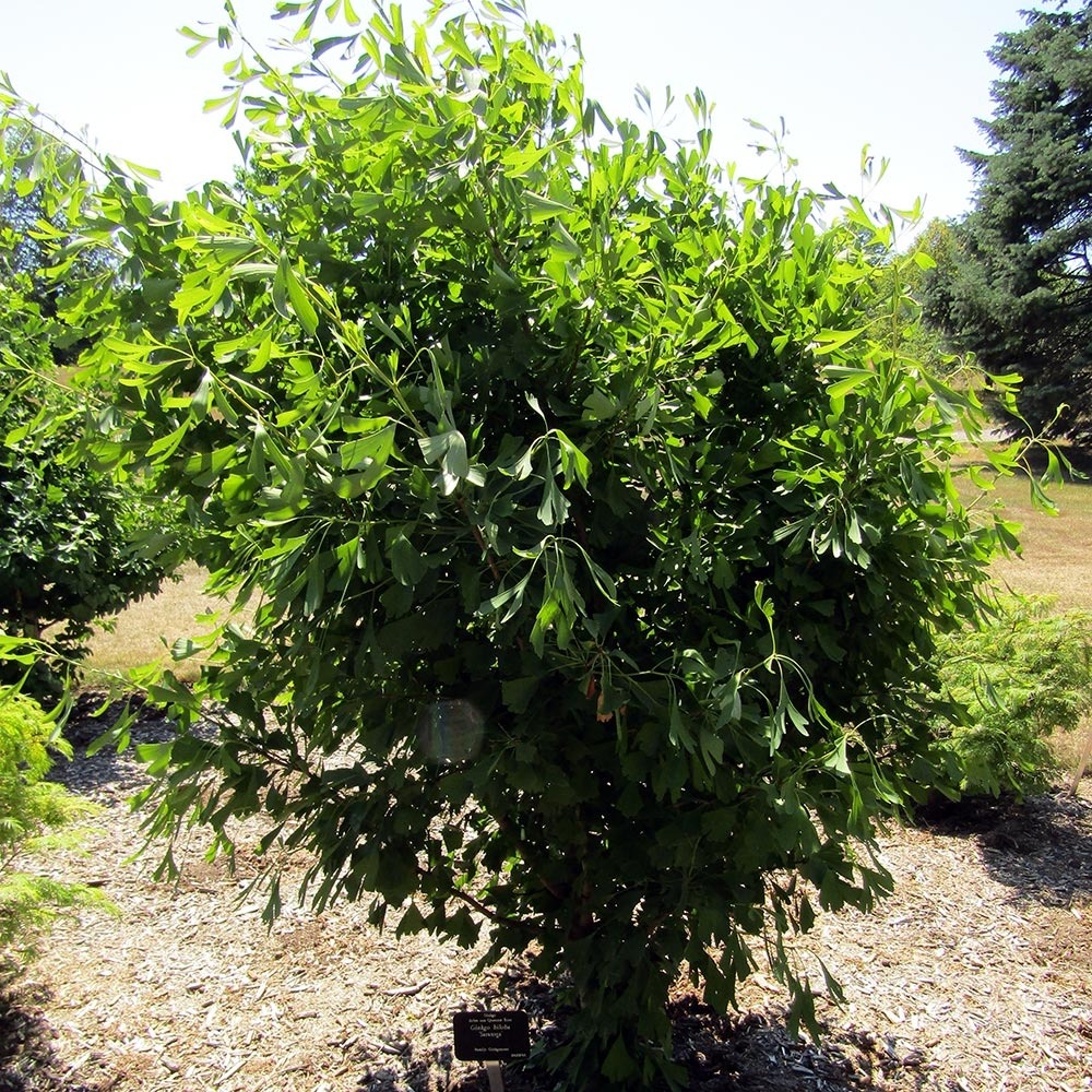 Arbre aux 40 écus 'saratoga' pot de 6l/7l