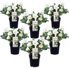 Helleborus niger mont blanc - set de 6 - roses de noël résistantes au froid - plantes de jardin - pot 12cm - hauteur 20-30cm
