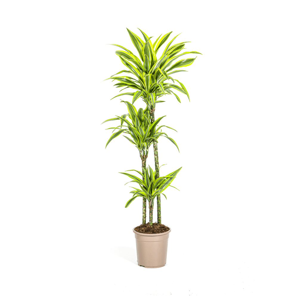 Dracaena deremensis lemon lime ø24cm - ↕130 - 150cm - plantes d'intérieur