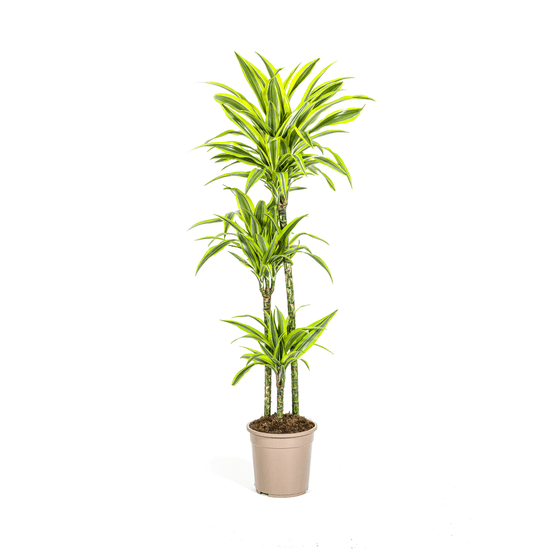 Dracaena deremensis lemon lime ø24cm - ↕130 - 150cm - plantes d'intérieur