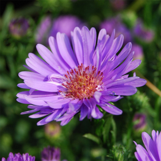 Aster ericoides 'lovely' godet de 8/9 cm