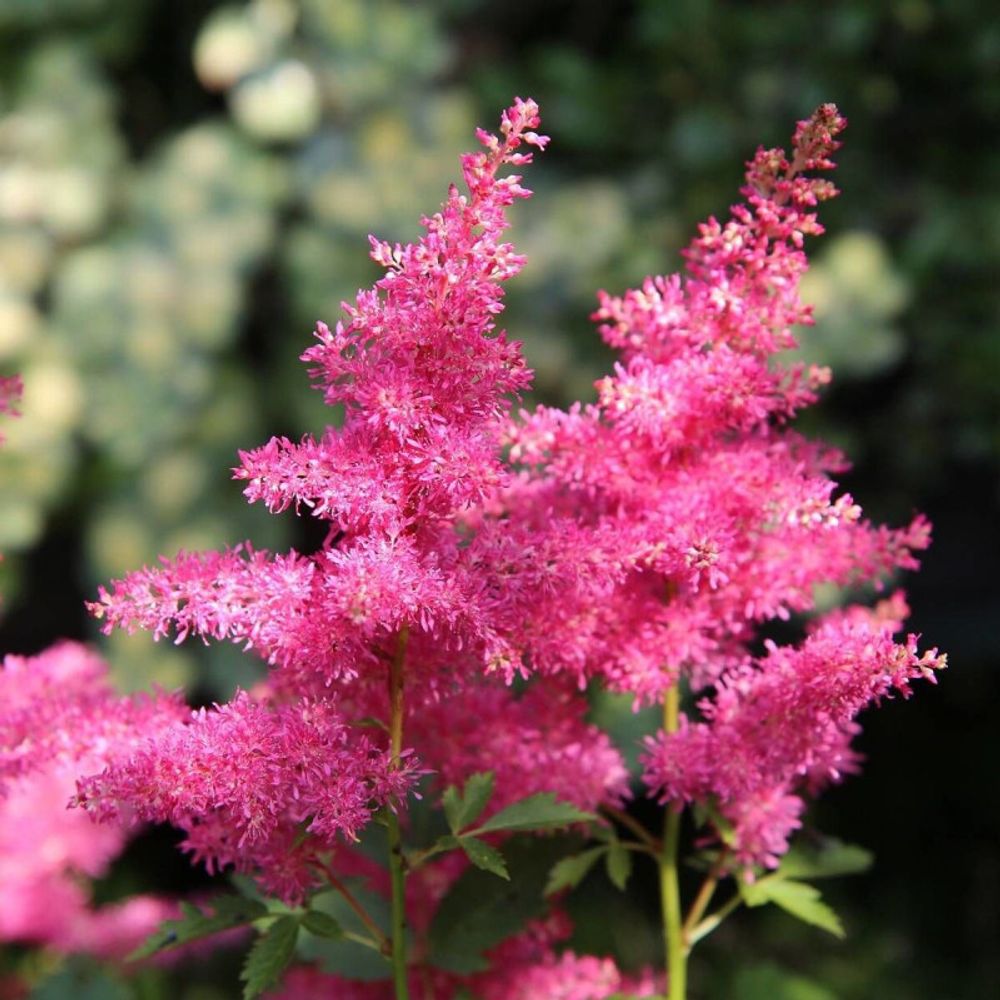 Astilbe d'arends federsee godet - 5/20 cm