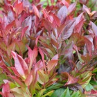 Leucothoe fontanesiana 'red leaf': conteneur 4 litres