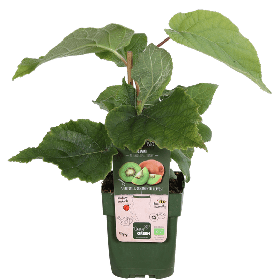 Kiwi jenny - actinidia deliciosa - h 45 cm, pot ø13 cm