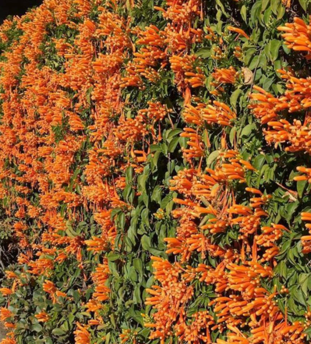 Pyrostegia venusta (liane de feu, liane aurore) pot de 7 litres ? 100/120 cm