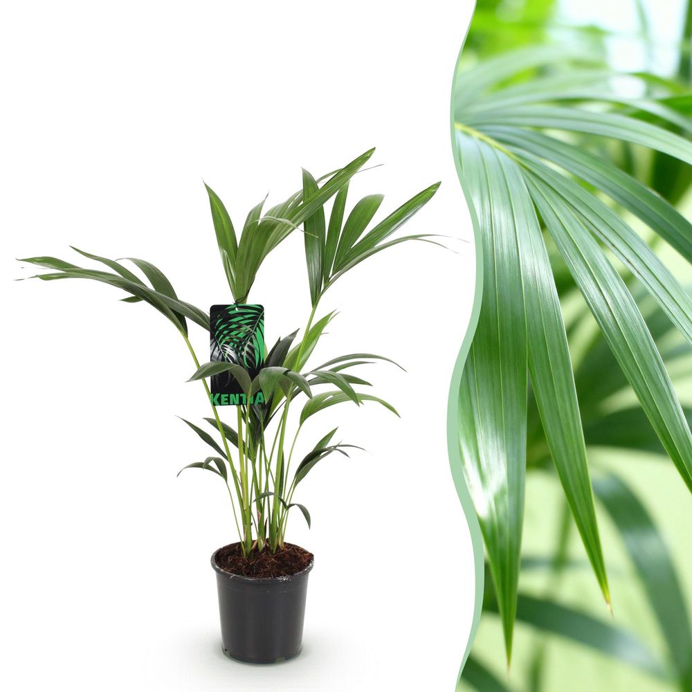 Howea forsteriana - kentia palm - pot de 17cm - hauteur 70-75cm - plantes d'intérieur