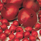 Oignon rouge foncé de brunswick - 21 - willemse, le sachet de bulbes / 500g / circonférence 8-21mm