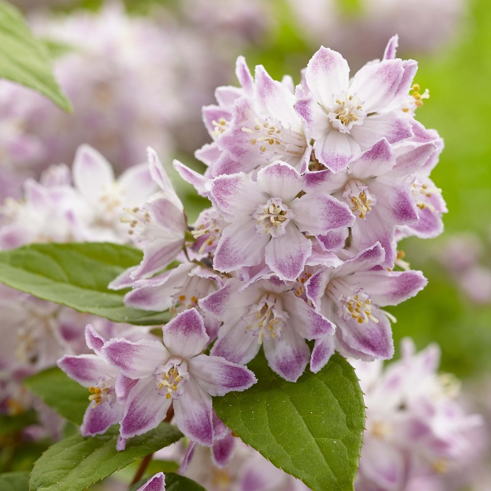 Deutzia 'raspberry sundae' pot de 7,5l/10l