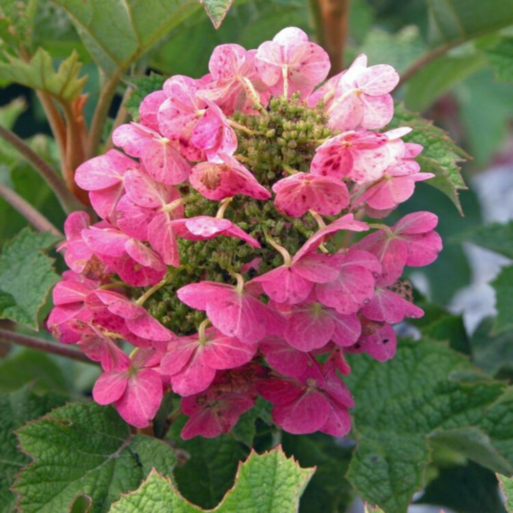 Hortensia que ruby slippers - hydrangea que ruby slippers 20/30 cm pot 3l