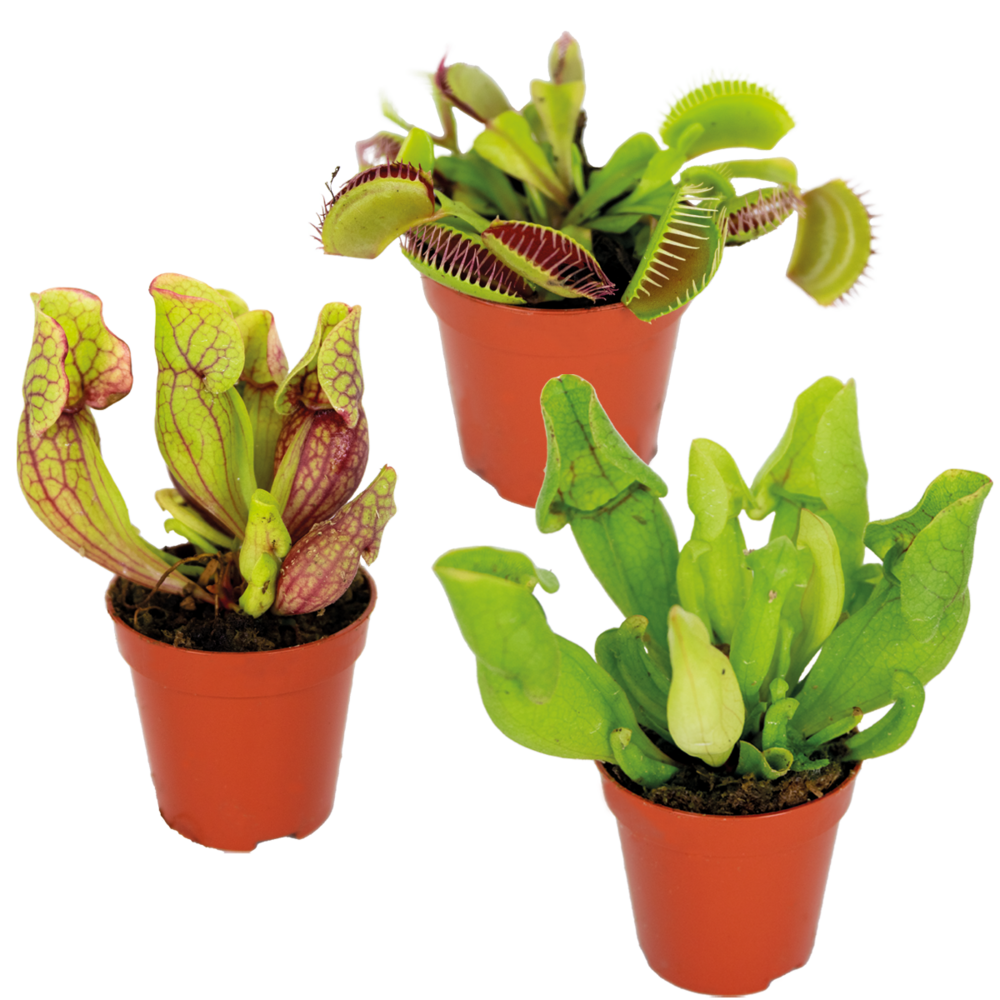 Lot de 3 - plantes carnivores - mélange - plantes d’intérieur - ⌀6 cm - 5-10 cm