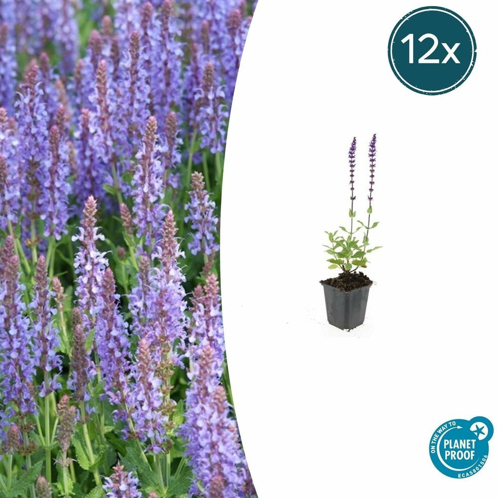 Sauge des bois 'caradonna' x12 – entre 0,75 et 1m2
