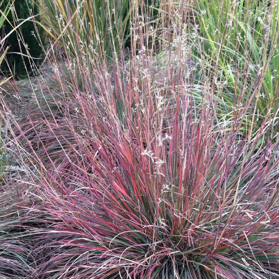 Schizachyrium scoparium lot de 9 godets