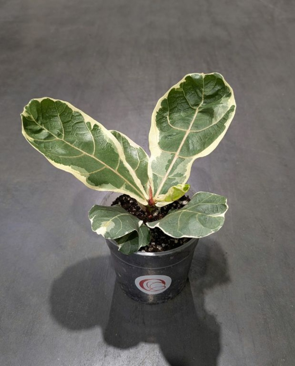 Ficus lyrata variegata - figuier feuilles de violon medium d. 12cm h. 40cm - plante d'intérieur