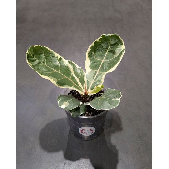 Ficus lyrata variegata - figuier feuilles de violon medium d. 12cm h. 40cm - plante d'intérieur